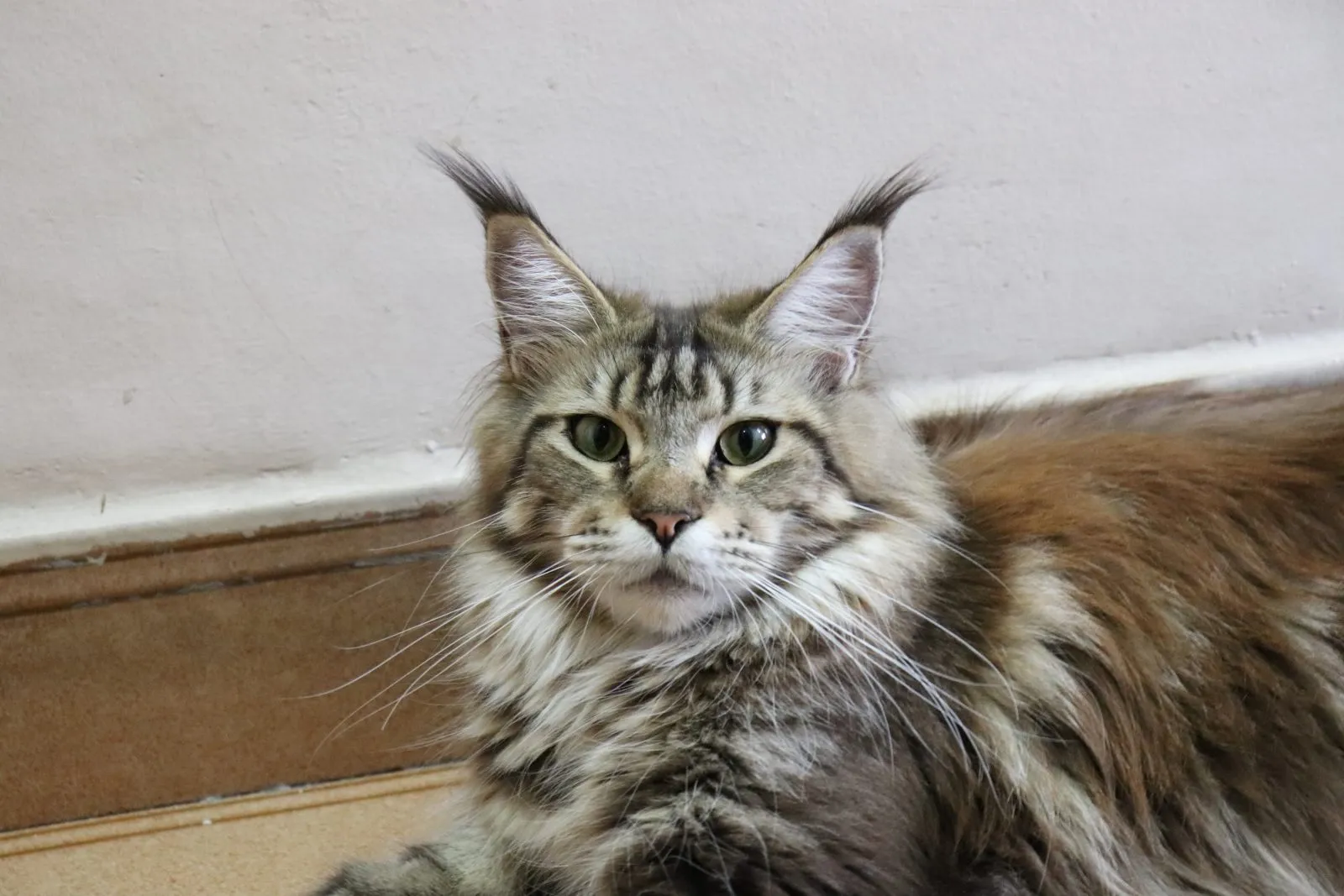 Br* Romeus Maine Artemis, matriz do gatil