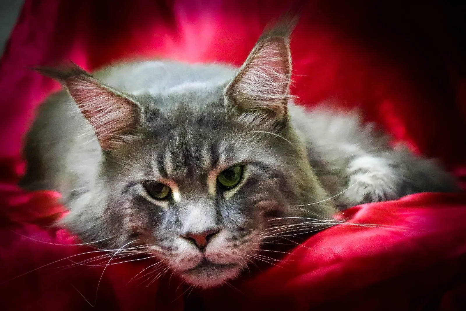 Be* Vegas of Tree Hill, reprodutor Maine Coon do Gatil Romeus Maine