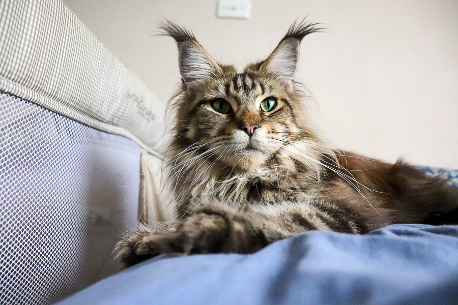 maine coon