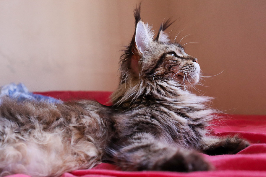 maine coon