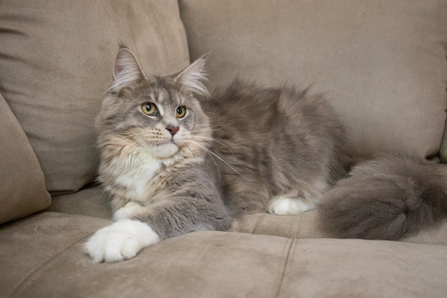 maine coon