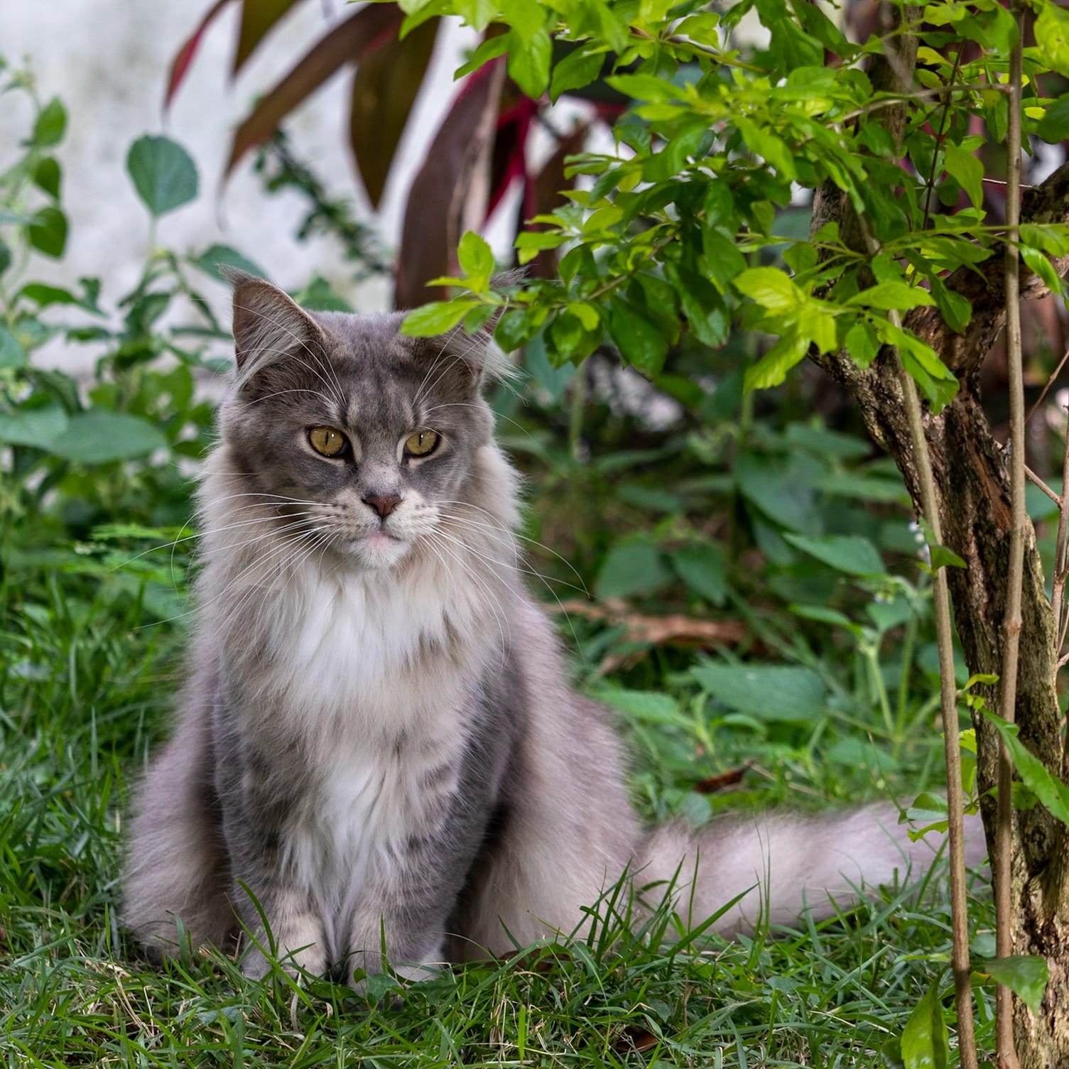 maine coon