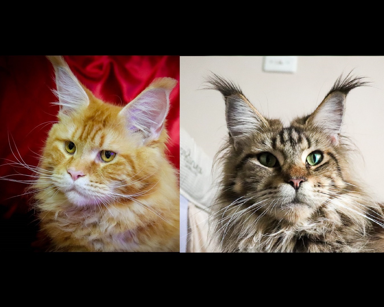 maine coon