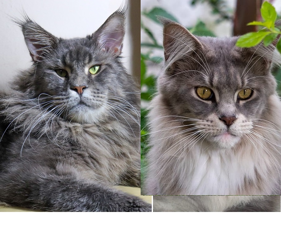 maine coon