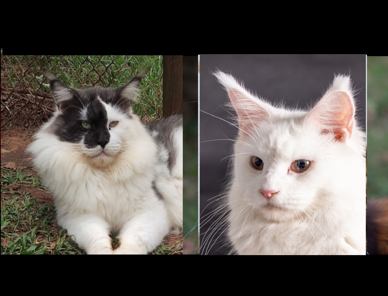 maine coon