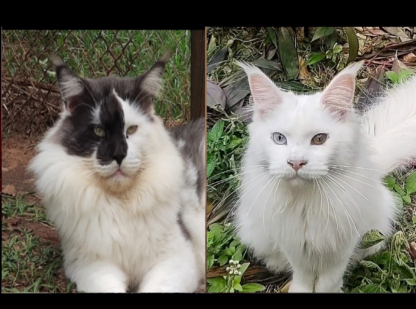 maine coon