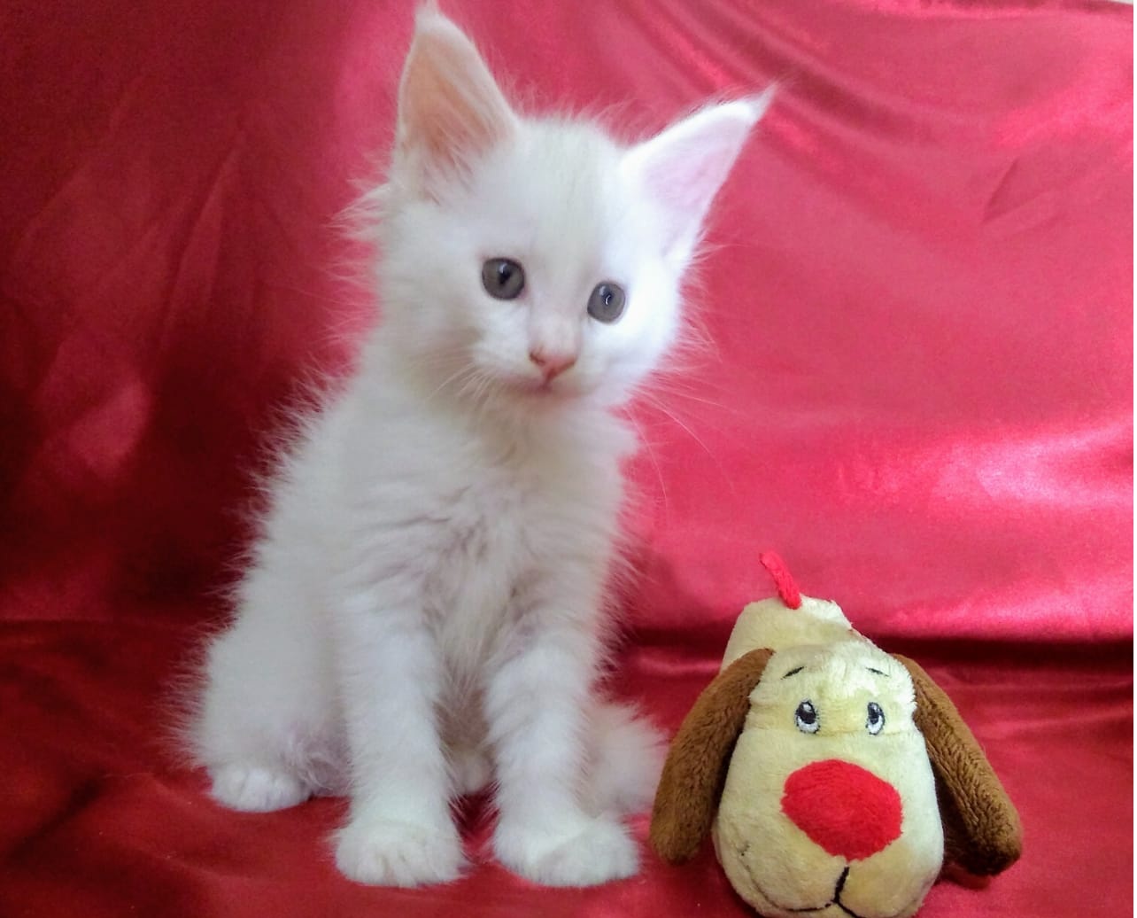 Filhote maine coon