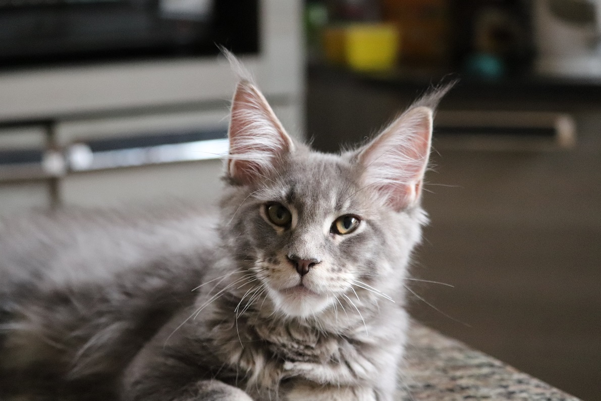 Filhote maine coon