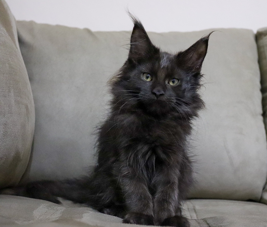 Filhote maine coon