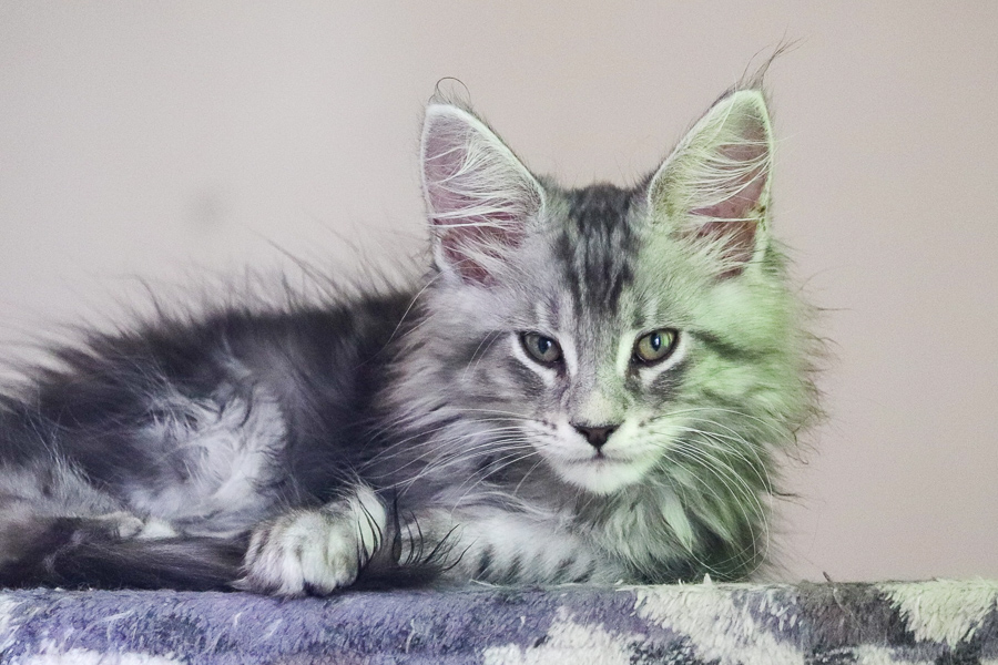 Filhote maine coon