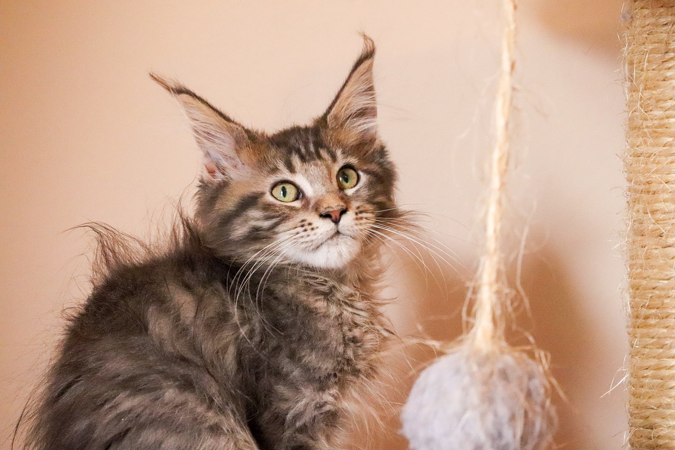 Filhote maine coon