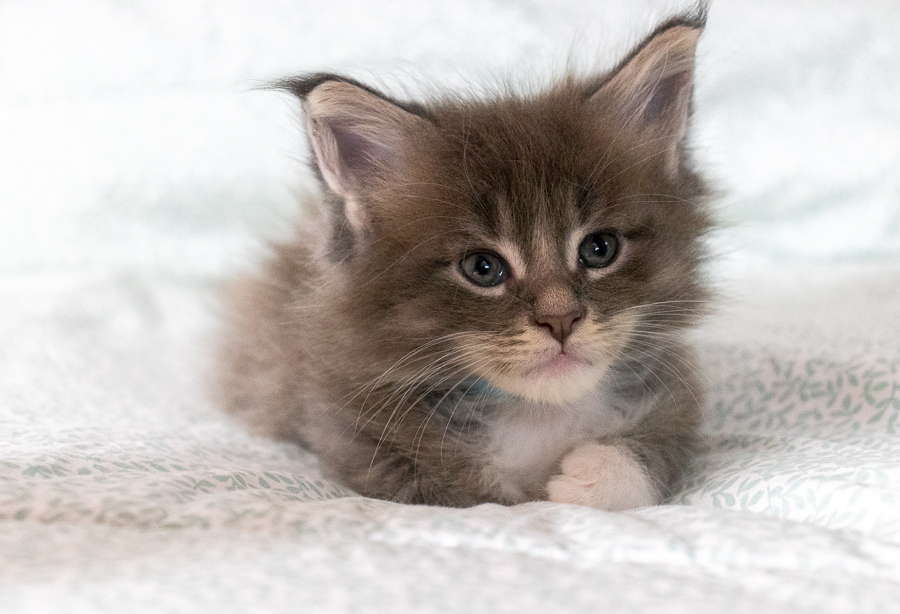 Filhote maine coon