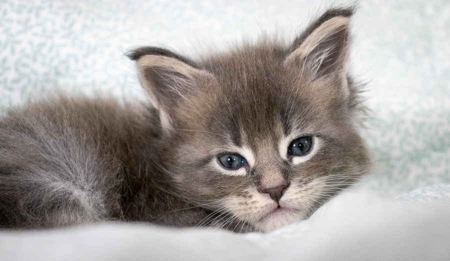 Filhote maine coon