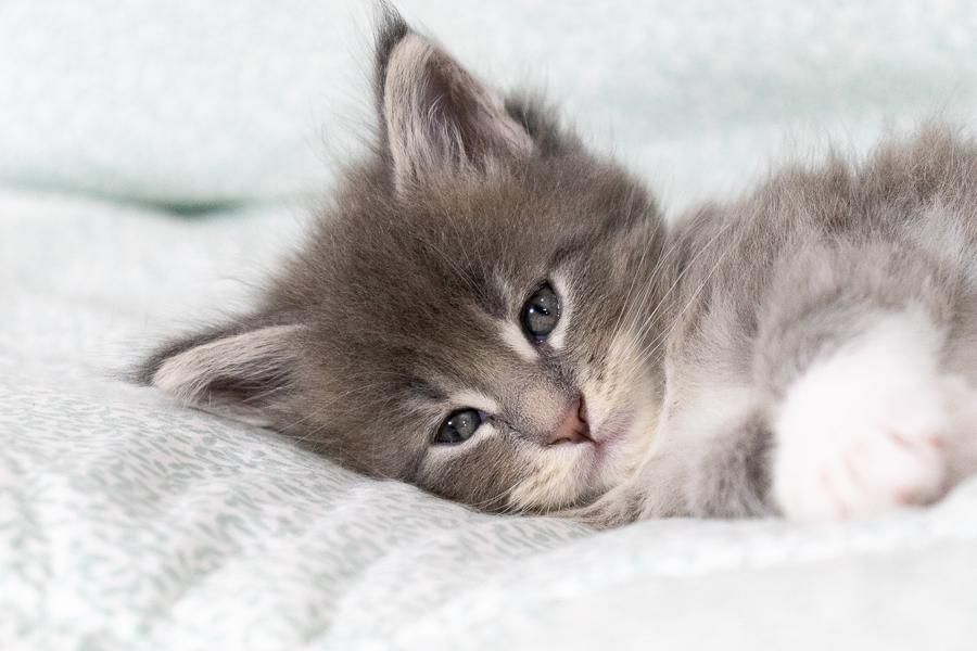 Filhote maine coon