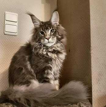 maine coon